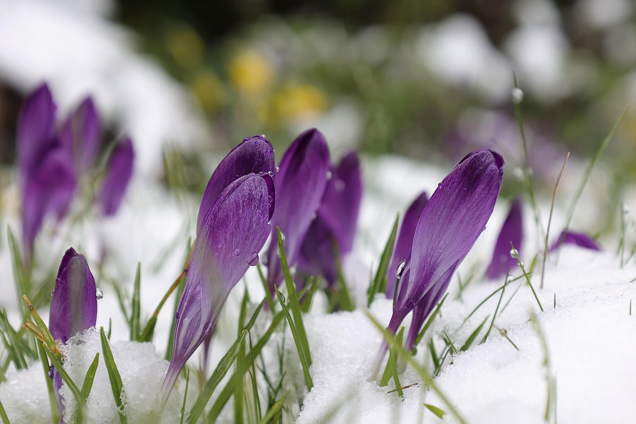 A Season of Awakening: Bringing the Spirit of Spring into Your Home with Artisan Ceramics